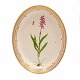Royal Copenhagen Flora Danica grosse ovale Platte #3518. "Orchis  Masculus L.". 
Jahr 1962. Masse: 40x32cm
