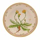 Royal Copenhagen runde Schale #3505. "Leontodon hirtum Müll". Jahr 1979-83. H: 
6cm. D: 25cm